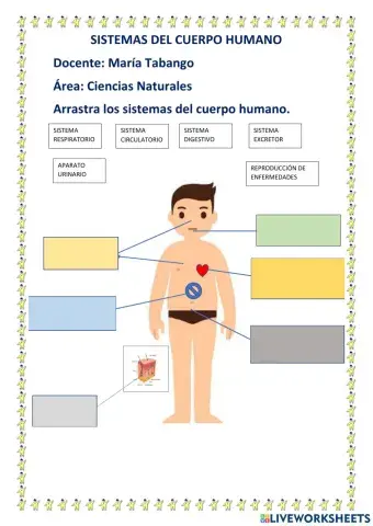 Sistemas del cuerpo humano