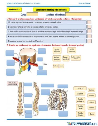 3. Columna vertebral y caja torácica