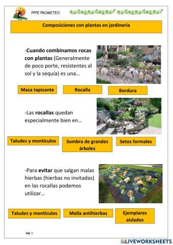Composiciones de plantas en jardinería 2