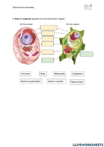 Orgànuls cèl·lula animal i vegetal