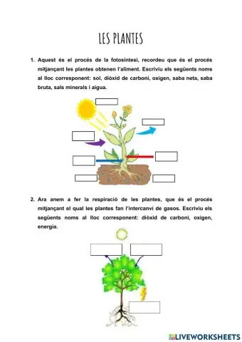 Les plantes