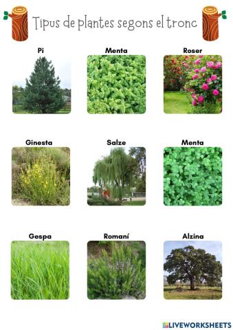 Plantes segons el tronc