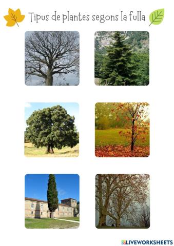 Plantes segons la fulla