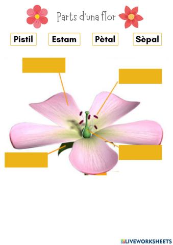 Parts d'una flor