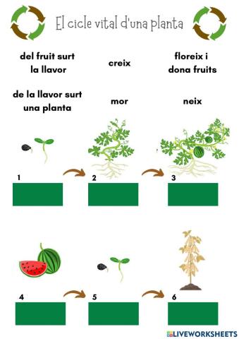 El cicle de les plantes