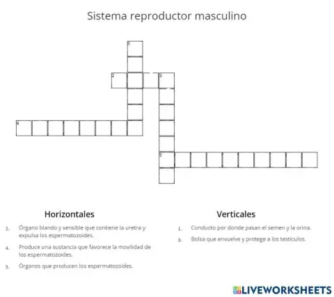Sistema reproductor masculino