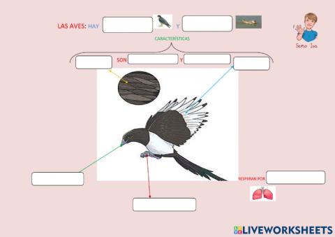 Características de las aves