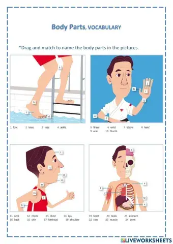 Body Parts (Vocabulary)