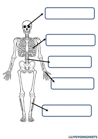 Sistem rangka manusia