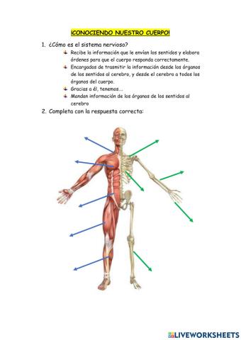Sistema nervioso y aparato locomotor.