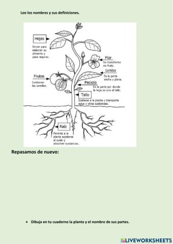 PARTES DE LA PLANTA 2