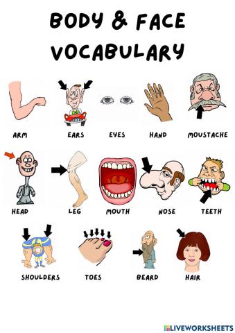 Body and face vocabulary presentation