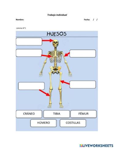 Identificar las respectivas localizaciones de huesos, articulaciones y músculos.