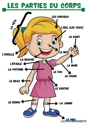 Les parties du corps