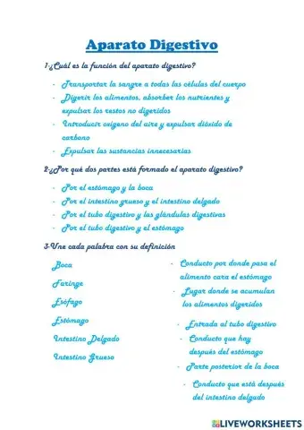 Aparato digestivo