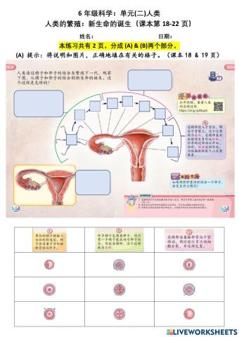 6年级科学：单元(二)人类