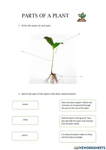 Parts of a plant