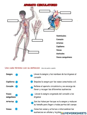Aparato circulatorio fabio