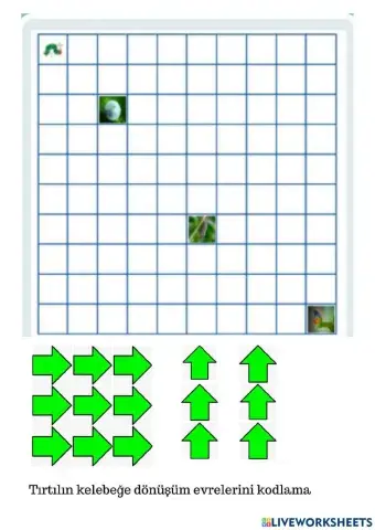Coding stages of transformation from caterpillar to butterfly