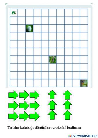 Coding stages of transformation from caterpillar to butterfly
