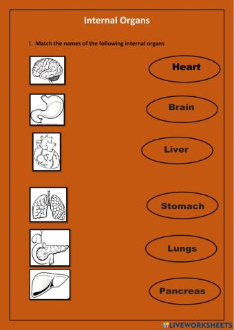 Internal organs