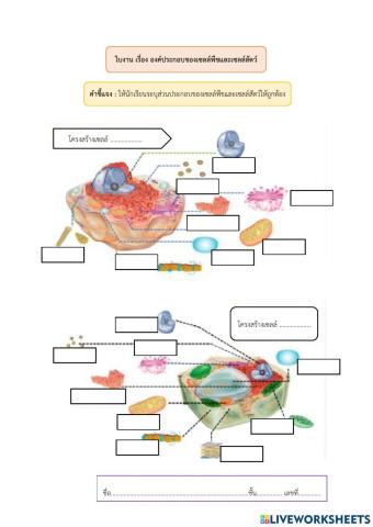 ใบงาน เรื่อง องค์ประกอบของเซลล์พืชและเซลล์สัตว์