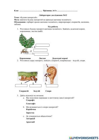 Будова папоротей
