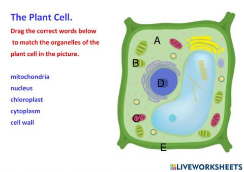 Parts and functions of the Plant Cell