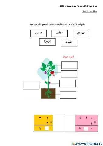 ورقة تدريبية