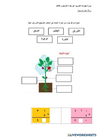 ورقة تدريبية