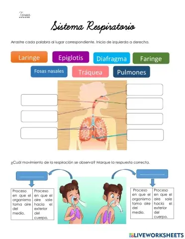 Sistema Respiratorio