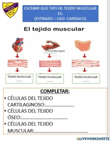 Tejido muscular