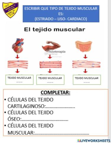 Tejido muscular
