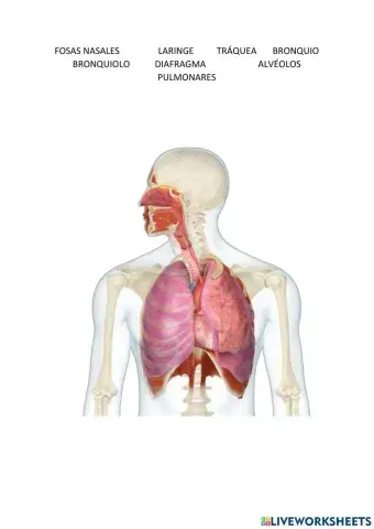 Aparato respiratorio