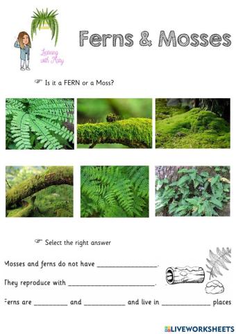 Ferns and mosses