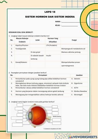 LKPD 18 Sistem Hormon dan Sistem Indera