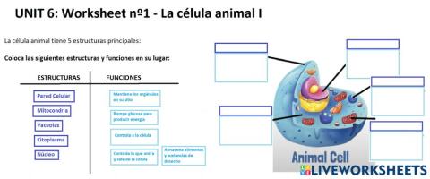 Célula animal
