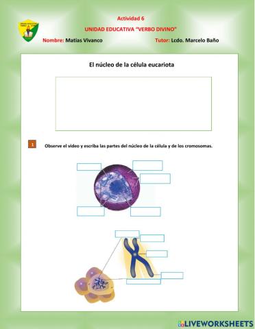 Núcleo y funciones de la célula
