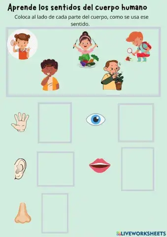 Sentidos del cuerpo humano