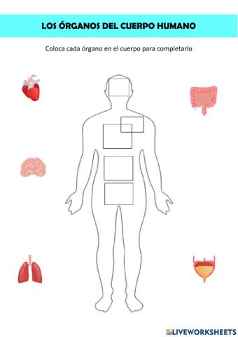 Órganos del cuerpo humano