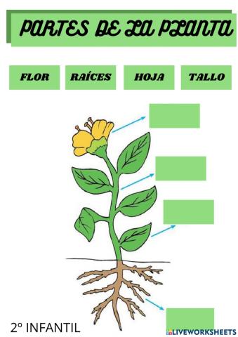 Partes de una planta