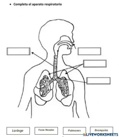 Sistema Respiratorio
