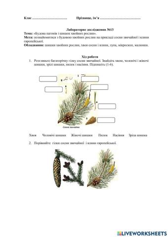 Порівнняння будови хвої і шишок голонасінних