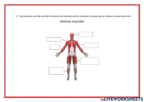 Sistema locomotor