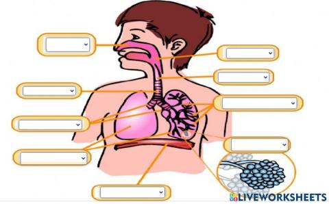 El sistema respiratorio
