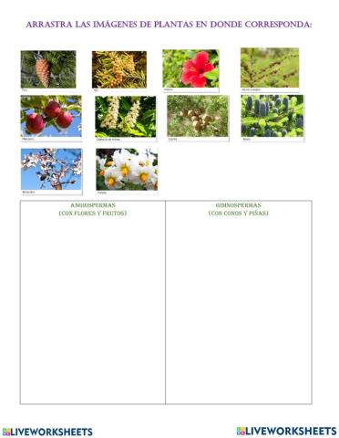 Plantas Angiospermas y gimnospermas