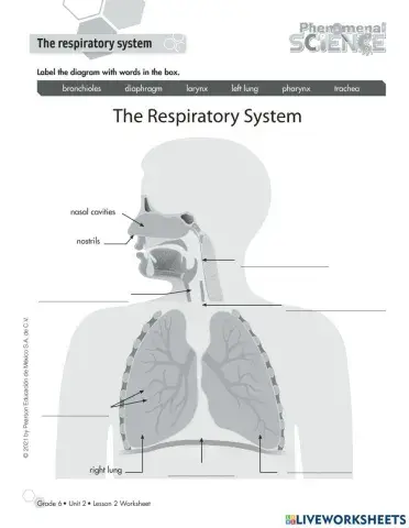 Anatomy of the Respiratory System