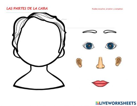 Las partes de la cara
