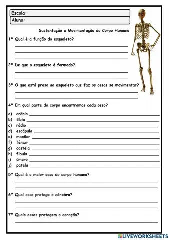 Sistema Esquelético