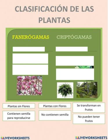 Plantas Fanerógamas y criptógamas